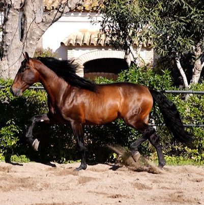 Ver detalles de la Empresa Yeguada Escalera